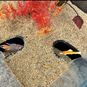 3D PRINTED FISH ACCESSORIES